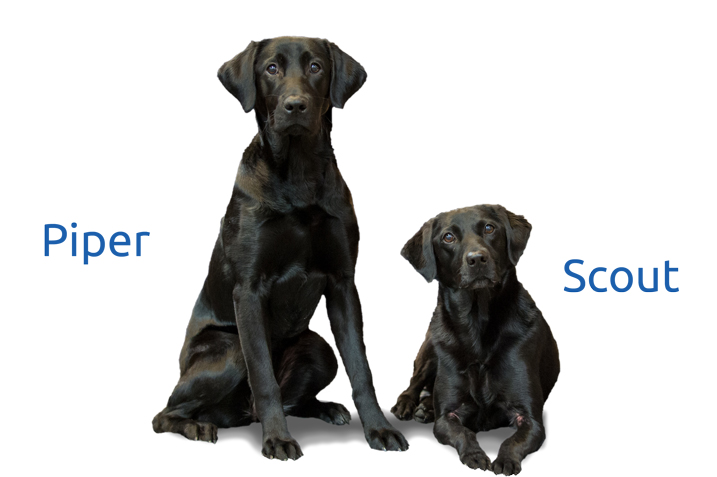 PiperScout_VISIONBank Two black dogs with their names Piper and Scout